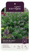 Vitex agnus Delta Blues, p 21, h 50 cm - afbeelding 2