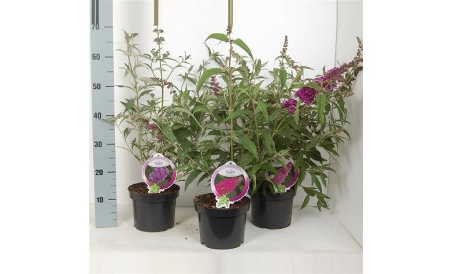 Vlinderstruik, Buddleja Buzz, meerdere variaties