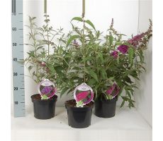 Vlinderstruik, Buddleja Buzz, meerdere variaties