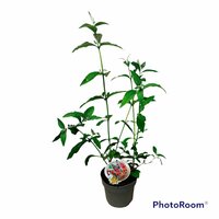 Vlinderstruik, Buddleja Davidii Flower Power, p 19, h 60 cm - afbeelding 1