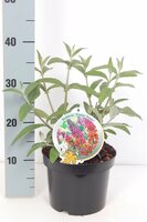 Vlinderstruik, Buddleja Davidii Flower Power, p 19, h 60 cm - afbeelding 4