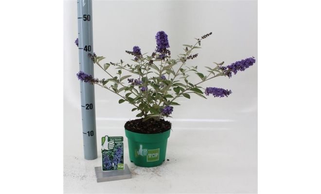 Vlinderstruik, Buddleja Davidii Free Petite Lavender Flow, pot 19 cm, h 50 cm