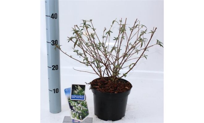 Vlinderstruik, Buddleja Davidii Free Petite Snow White Podaras, 15 PBR - afbeelding 1