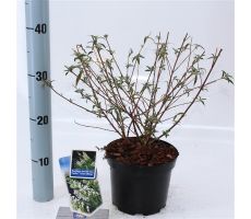 Vlinderstruik, Buddleja Davidii Free Petite Snow White Podaras, 15 PBR - afbeelding 1