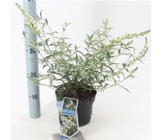 Vlinderstruik, Buddleja Davidii Free Petite Snow White Podaras, 15 PBR - afbeelding 2