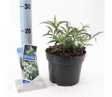 Vlinderstruik, Buddleja Davidii Free Petite Snow White Podaras, 15 PBR - afbeelding 3