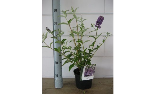 Vlinderstruik, Buddleja Davidii Violet Blue, pot 14 cm, h 40 cm