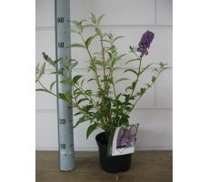 Vlinderstruik, Buddleja Davidii Violet Blue, pot 14 cm, h 40 cm