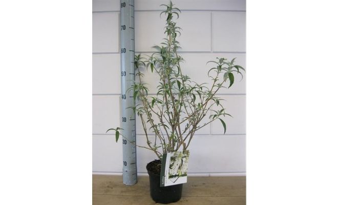 Vlinderstruik, Buddleja Davidii White Profusion - afbeelding 1