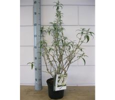 Vlinderstruik, Buddleja Davidii White Profusion - afbeelding 1