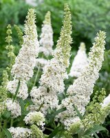 Vlinderstruik, Buddleja Davidii White Profusion - afbeelding 2