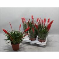 Vriesea 'Conchita, pot 12 cm, h 30 cm