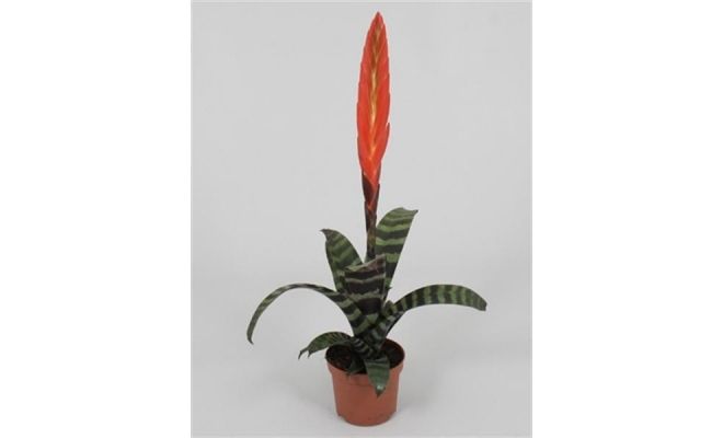 Vriesea Era, pot 12 cm, h 45 cm - afbeelding 1