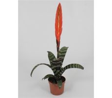 Vriesea Era, pot 12 cm, h 45 cm - afbeelding 1