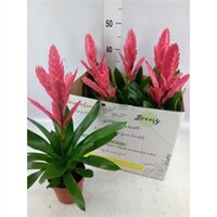 Vriesea Era, pot 12 cm, h 45 cm - afbeelding 2