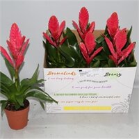 Vriesea Era, pot 12 cm, h 45 cm - afbeelding 3