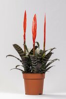 Vriesea 'Era, pot 12 cm, h 55 cm