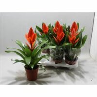 Vriesea 'Intenso Apricot, pot 12 cm, h 35 cm