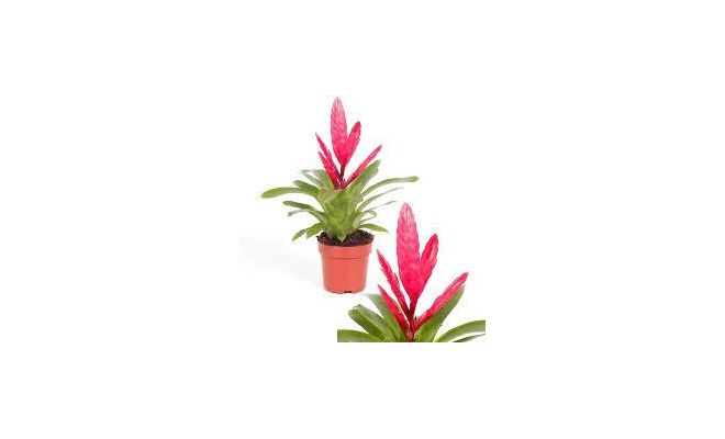 Vriesea Intenso Pink, pot 12 cm