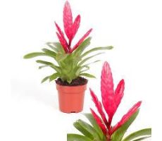 Vriesea Intenso Pink, pot 12 cm