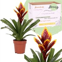 Vriesea 'Intenso Purple Flame, pot 12 cm, h 45 cm