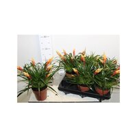 Vriesea 'Shannon, pot 12 cm 35 cm