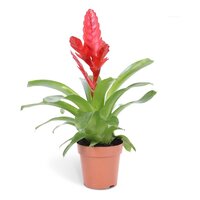 Vriesea  'Stream, pot 12 cm, h 40 cm