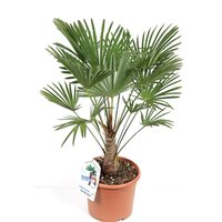 Wagnerpalm, Trachycarpus wagnerianus, pot 30 cm, h 100 cm - afbeelding 1