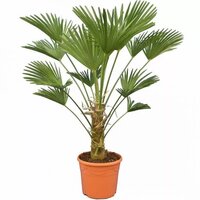 Wagnerpalm, Trachycarpus wagnerianus, pot 30 cm, h 100 cm - afbeelding 2