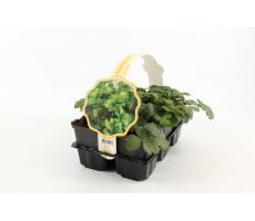 Waldsteinia ternata, 6 pack - afbeelding 4