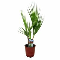 washingtonia robusta, pot 28 cm, h 140 cm