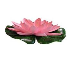 Waterlelie 14cm roze - afbeelding 2
