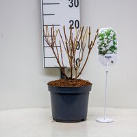 Weigela 'Candida, pot 19 cm, h 30 cm