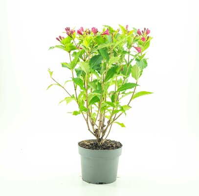 Weigela florida Big love, p 19, h 30/40 cm - afbeelding 1