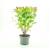 Weigela florida Big love, p 19, h 30/40 cm - afbeelding 1