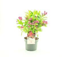 Weigela florida Big love, p 19, h 30/40 cm - afbeelding 2