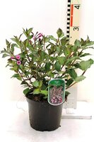 Weigela florida Nana Purpurea, p 17, h 40 cm - afbeelding 1