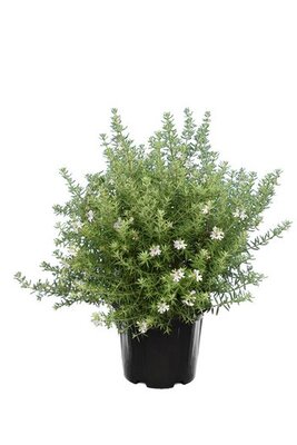 Westringia longifolia white, p 22 cm, h 50 cm - afbeelding 1