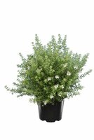 Westringia longifolia white, p 22 cm, h 50 cm - afbeelding 2