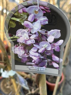 wisteria brachybotrys schiro kapitan fuji, H 175/200 cm