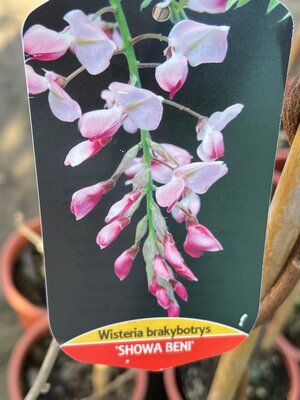 wisteria brachybotrys showa beni, H 175/200 cm