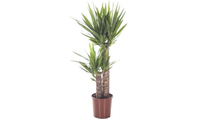 Yucca 60-20, pot 19 cm, h 100 cm