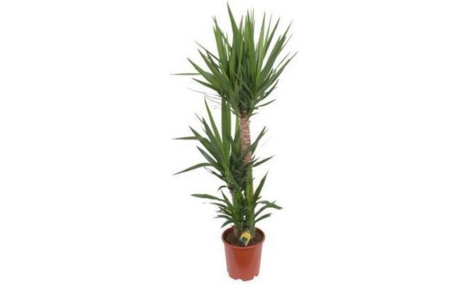 Yucca 90-45-20, pot 24 cm, h 125 cm