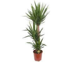 Yucca 90-45-20, pot 24 cm, h 125 cm