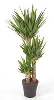 Yucca 90-60-30 (palmlelie), pot 27 cm, h 130 cm