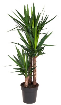 Yucca 90-60-30(Palmlelie), pot 27 cm, h 150 cm
