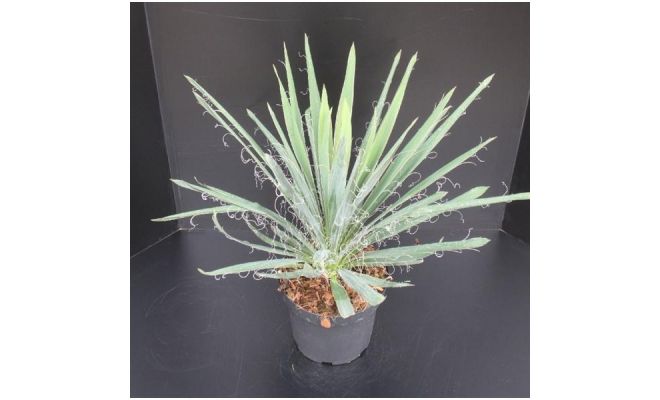 Yucca Filamentosa, pot 26 cm, h 40 cm