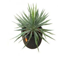 Yucca gloriosa 'Variegata' pot 19cm, h 50 cm - afbeelding 2