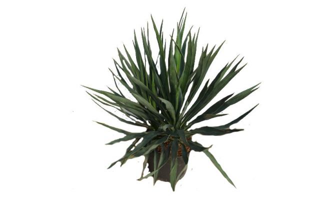 Yucca gloriosa 'Variegata' pot 19cm, h 50 cm - afbeelding 1