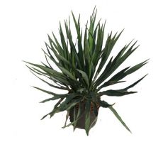 Yucca gloriosa 'Variegata' pot 19cm, h 50 cm - afbeelding 3